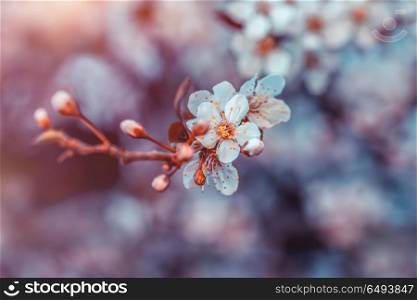 Cherry tree blossom, twig with little white flowers on blurry floral background, freshness and fragility of spring orchard, beauty of springtime season. Cherry tree blossom