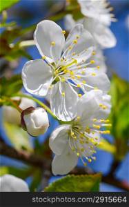 Cherry-tree blossom. White flowers and green leaves against a blue sky
