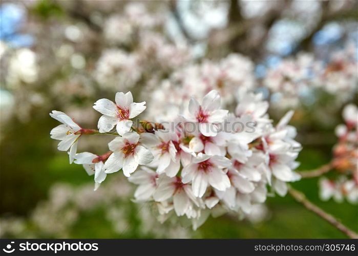 cherry tree blossoms in april