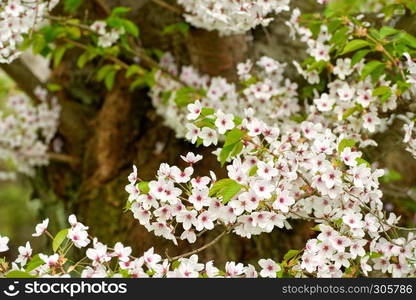 cherry tree blossoms in april