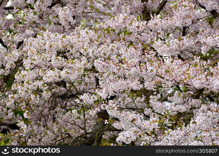 cherry tree blossoms in april