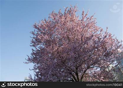 Cherry tree blossoms, Vancouver, British Columbia, Canada