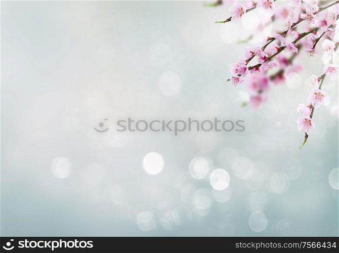 Cherry tree branch with blooming flowers isolated on white background. Cherry tree twig