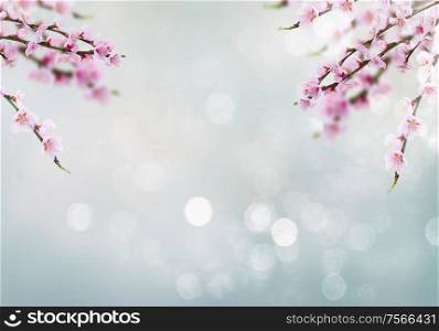 Cherry tree branch with blooming flowers on blue sky spring background with copy space. Cherry tree twig