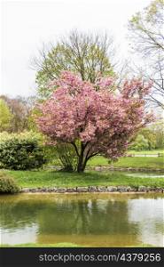 cherry tree by water garden