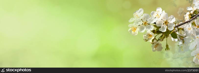 Cherry tree flower Abstract spring background with beautiful bokeh and place for text