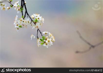 cherry-tree flowers isolated in forest