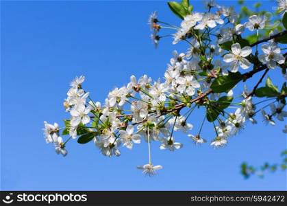Cherry tree flowers on blue sky