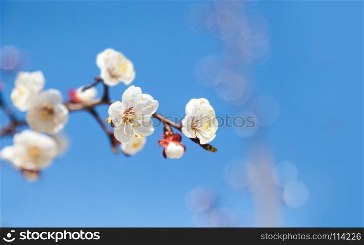 Cherry tree flowers with blue sky. Blured concept
