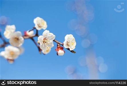 Cherry tree flowers with blue sky. Blured concept