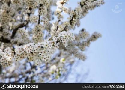 Cherry tree full of white flowers, horizontal image