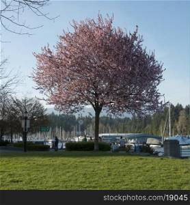Cherry tree in blossom at marina, Vancouver, British Columbia, Canada