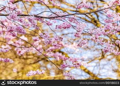 Cherry Tree In Spring. Sakura Flowers Background