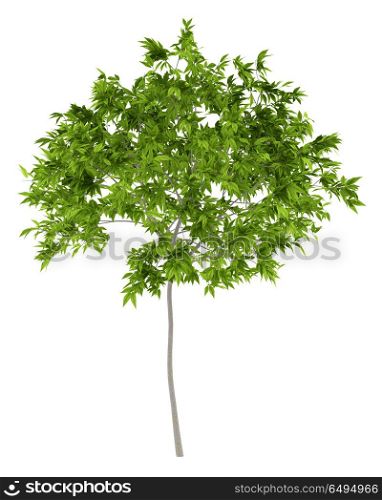 cherry tree isolated on white background. 3d illustration