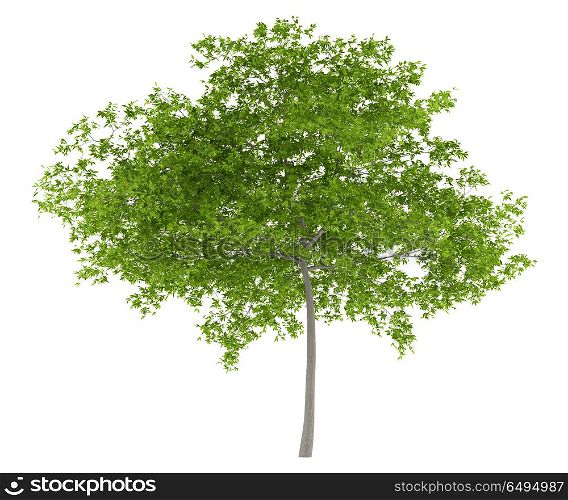 cherry tree isolated on white background. 3d illustration