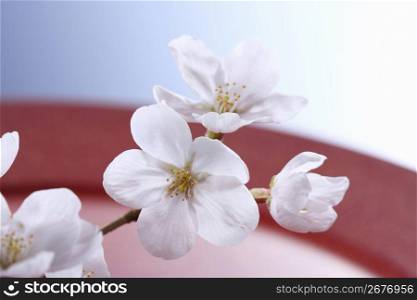 Cherry tree, Japanese image