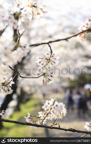 Cherry tree of philosophy way