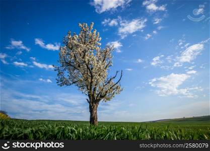 Cherry tree over blue sky. Nature background