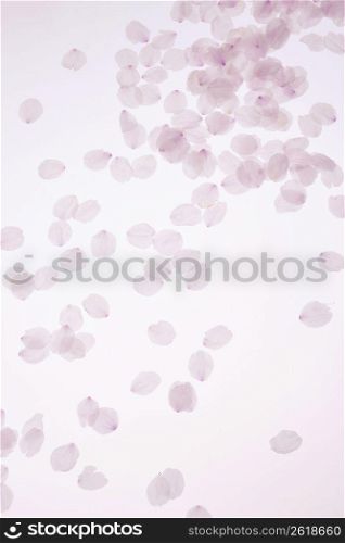 Cherry tree petal