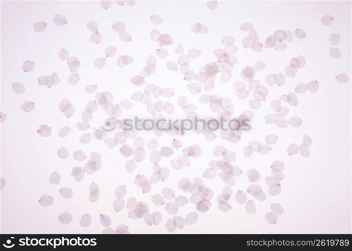 Cherry tree petal