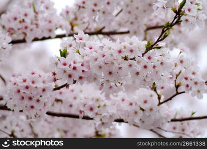 Cherry tree,Someiyoshino cherry