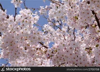 Cherry tree,Someiyoshino cherry