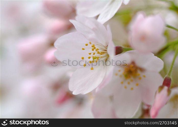 Cherry tree,Someiyoshino cherry
