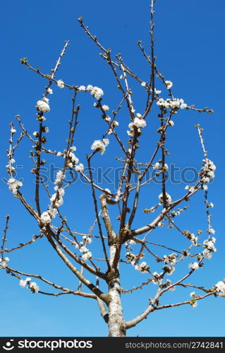 Cherry tree with blue sky background