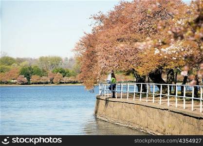 Cherry trees around the Tidal Basin, Washington DC, USA