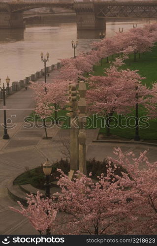 Cherry Trees Blooming on the Portland Oregon Waterfront