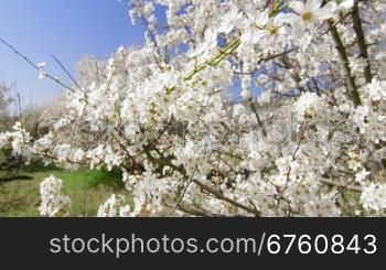 Cherry trees blossom in spring fruit garden vertical dolly shot