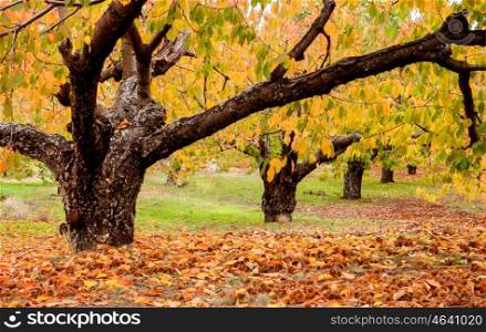 Cherry trees full of yellow leaves in autumn