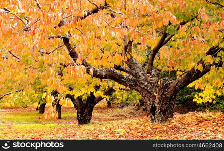 Cherry trees full of yellow leaves in autumn