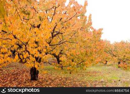Cherry trees full of yellow leaves in autumn