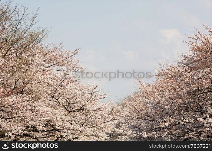 Cherry Trees in Bloom. Japanese Diary