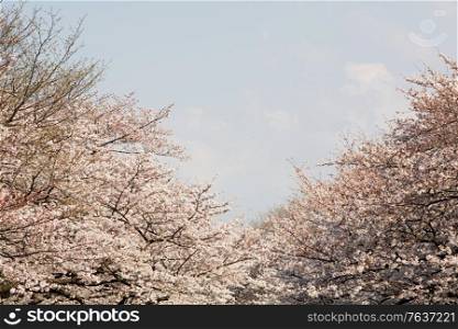 Cherry Trees in Bloom. Japanese Diary