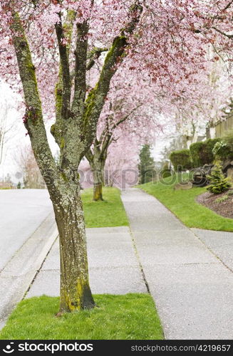 Cherry Trees in full bloom lined up on sidewalk with green grass