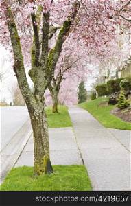 Cherry Trees in full bloom lined up on sidewalk with green grass