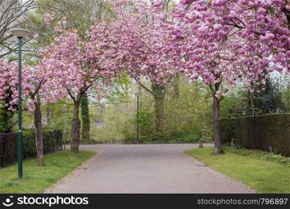 Cherry Trees in pink Blossom in a beautiful cozy street