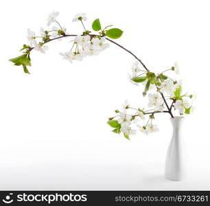 cherry twig in bloom in vase