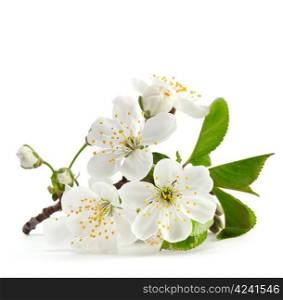 cherry twig in bloom isolated