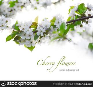 cherry twigs in bloom