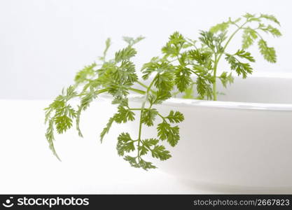 Chervil