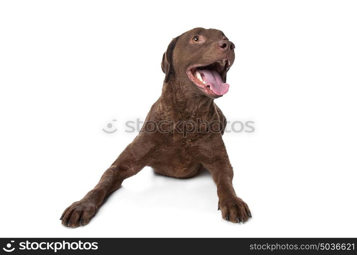 Chesapeake Bay retriever