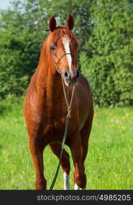 chestnut arabian horse in the field