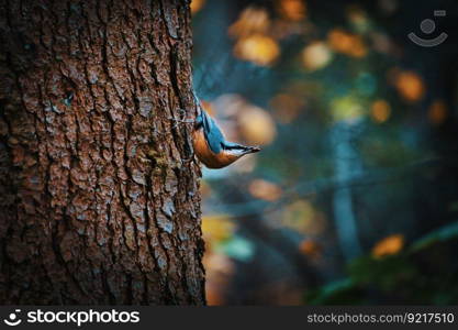 chestnut bellied nuthatch bird