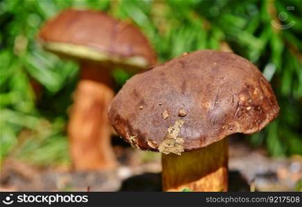 chestnut bolete mushroom fungus