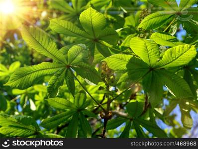 chestnut branch with green leaves in the rays of the setting sun