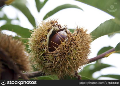 Chestnut burr