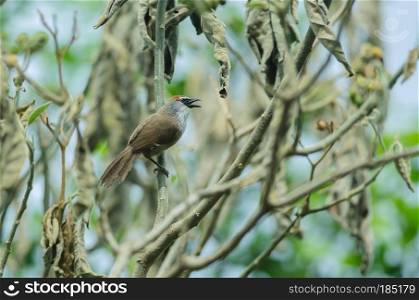 Chestnut-capped Babbler  Timalia pileata  on branch in nature